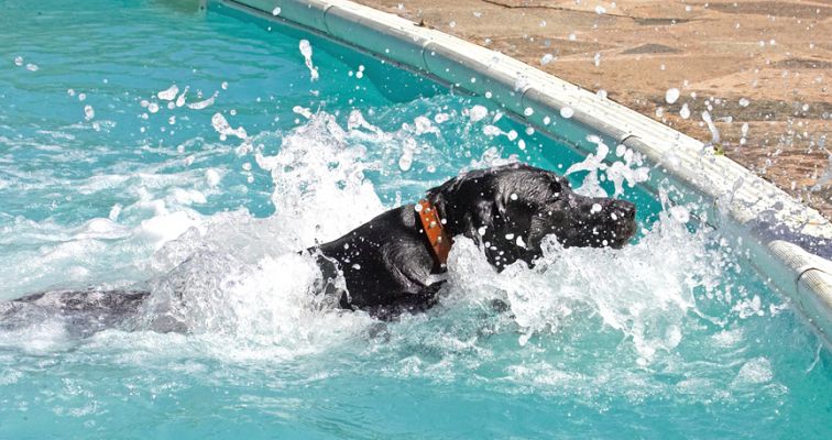 I know how to make a splash
Keywords: Harvey Buddy Black Labrador