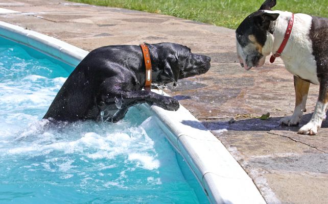 You're a better man than me
Schlüsselwörter: Tapa Harvey Buddy Black Labrador English bull terrier