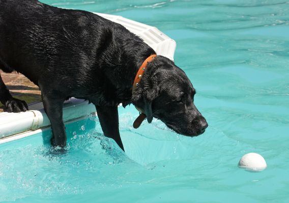 Cloooooose
Keywords: Buddy Black Labrador