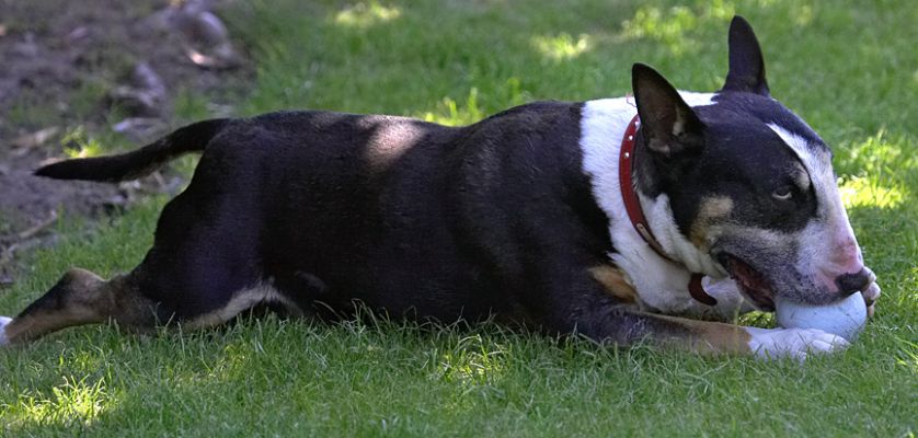 Nothing like a rubber ball
الكلمات الإستدلالية(لتسهيل البحث): Tapa English bull terrier
