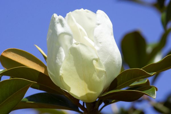 Magnolia
Klíčová slova: Magnolia Grande Flora blue sky