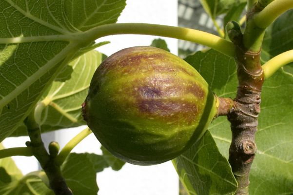 Watching and waiting.  Yum
Schlüsselwörter: Fig tree