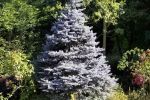 Christmas-tree.jpg