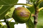 ripe-fig.jpg