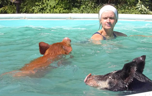 Hey, guys, a mermaid
Ključne besede: Tamworth Berkshire pig Sylwia