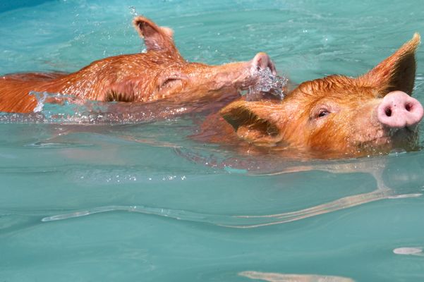 Wait 'til the guys back in the field hear what we've been doing!
Ключові слова: Tamworth pig