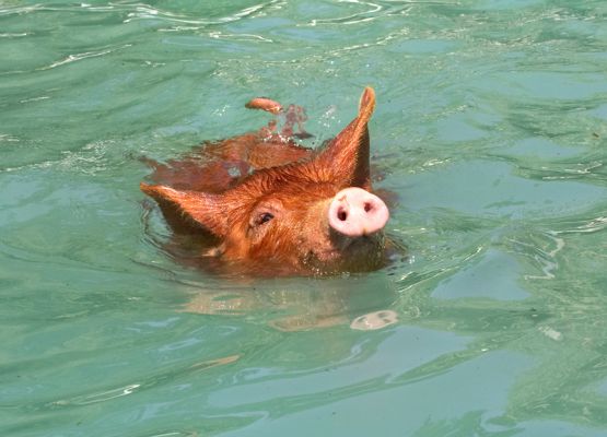 This is the life
Keywords: Tamworth pig
