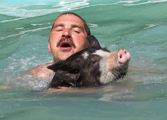I can beat you any time
Keywords: Berkshire pig Zbigniew