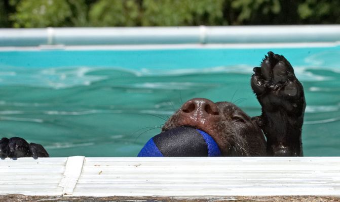 Hi Five
Keywords: George Chocolate Labrador