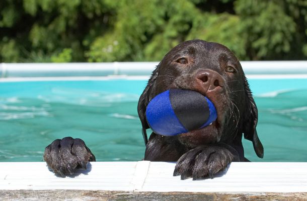 Just want to make sure I'm not missing anything
Keywords: George Chocolate Labrador