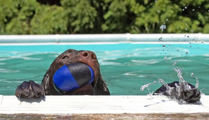 I'm just coming up for a  breather
Keywords: George Chocolate Labrador