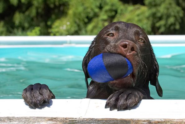 Thought I'd come to say "hi"
Keywords: George Chocolate Labrador