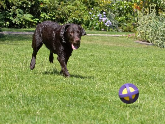 This running around will soon have me dried off
Keywords: Chocolate Labrador George