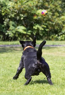 I'm ready!
Anahtar kelimeler: Buddy Black Labrador