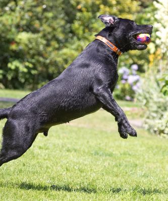 Boy, am I good at this
Keywords: Buddy Black Labrador