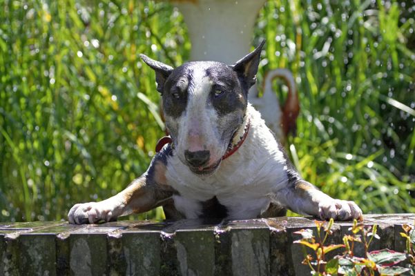 I'm still working on how to get out of here
Anahtar kelimeler: Tapa English bull terrier