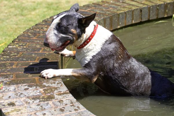 Gosh, the ground looks a long, long way away
Schlüsselwörter: Tapa English bull terrier
