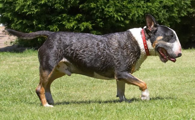 Phew, that was a close escape
Ключевые слова: Tapa English Bull Terrier