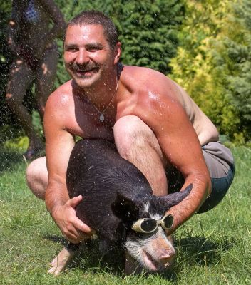And sun doggles, too
Avainsanat: Berkshire pig doggles Zbigniew