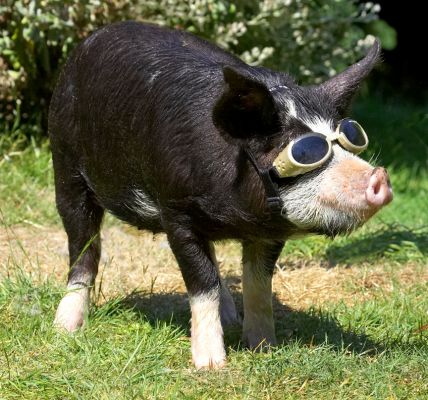 What do you want me to do now?
Ključne besede: Berkshire pig doggles
