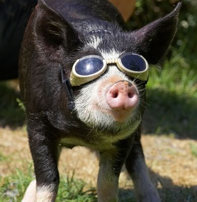 I know how to pose for the camera
Ključne besede: Berkshire pig doggles