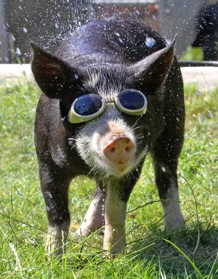 Oooh, that's lovely and cooling
Λέξεις-κλειδιά: Berkshire pig doggles