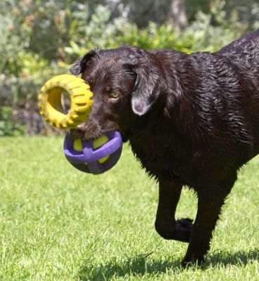 I want that one as well
Λέξεις-κλειδιά: George Chocolate Labrador