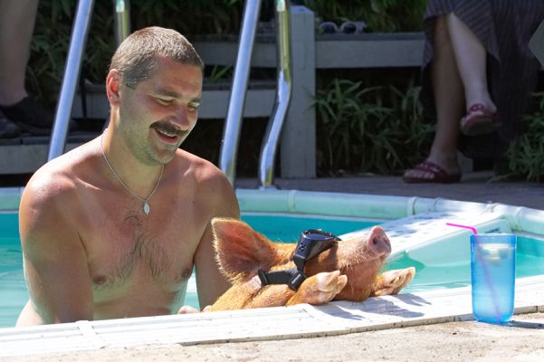 Oh, goody, the pool side bar
Słowa kluczowe: Tamworth pig doggles Zbigniew