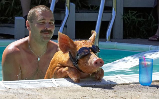 This is soooooo cool
Trefwoorden: Tamworth pig doggles Zbigniew