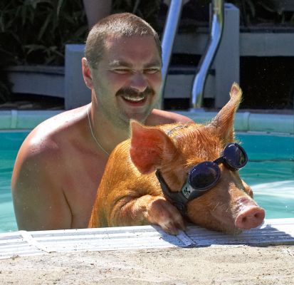 If I stretch a little further I can get that drink
Anahtar kelimeler: Tamworth pig Zbigiew