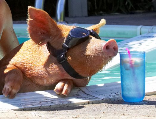 Yep, it smells good - a Pimms I think
Keywords: Tamworth pig doggles