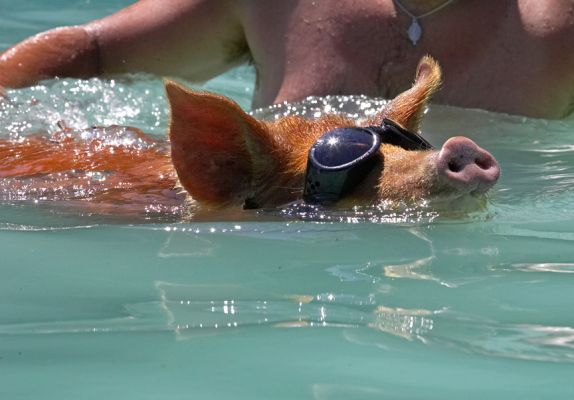 I don't need your help; I can swim all by myself
Anahtar kelimeler: Tamworth pig doggles