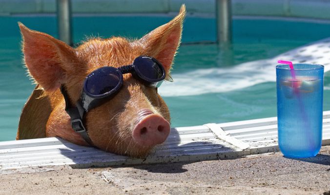 Hey, bring that drink over here
Keywords: Tamworth pig doggles