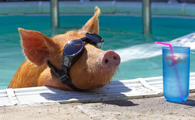 Hey, I'm waiting
Schlüsselwörter: Tamworth pig doggles