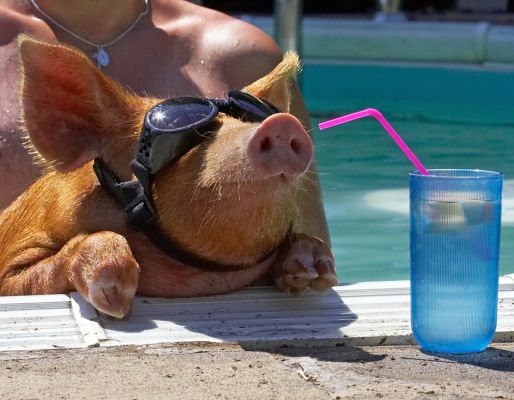 Getting close
Mots-clés: Tamworth pig doggles