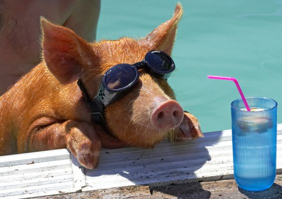 That drink looks awfully good
Λέξεις-κλειδιά: Tamworth pig doggles