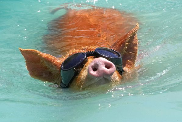 Don't I look cool!
Ключевые слова: Tamworth pig doggles