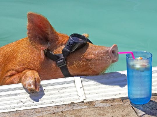 Hmm, I'll have to re-think this
Anahtar kelimeler: Tamworth pig doggles