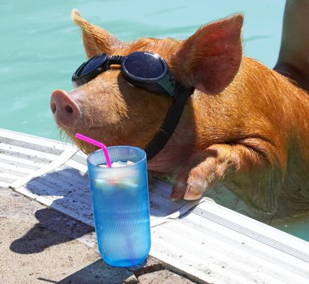 Mmmmm, that's good
Ключевые слова: Tamworth pig doggles