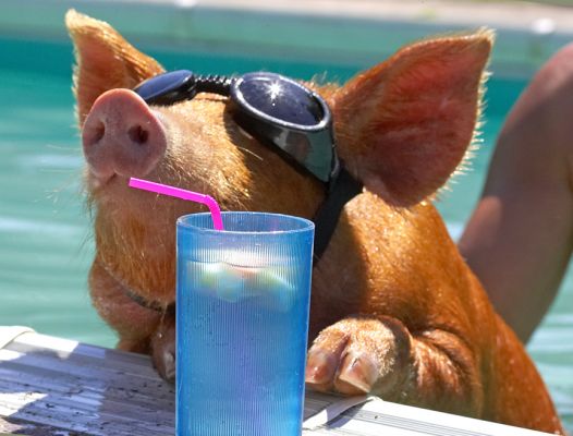 I wish they would build higher bar stools in this pool
Keywords: Tamworth pig doggles