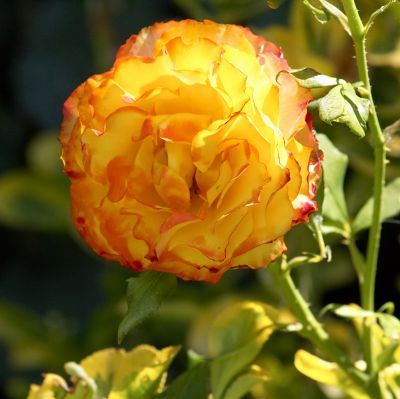 Summer rose
Keywords: Rose