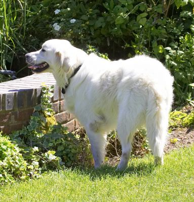 That water looks awfully inviting
Keywords: Jayjay Golden Retriever