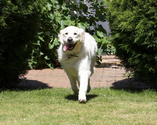 Here I come, what's happenin'?
Ключови думи: Jayjay Golden Retriever