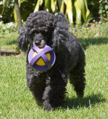 This ball weighs almost as much as me
Ключови думи: India Miniature Poodle