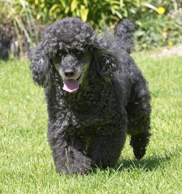 I'm coming for the ball
Ключові слова: India Miniature Poodle