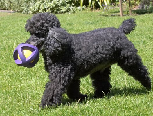 I'm off to lie in the shade
Palabras clave: India Miniature Poodle