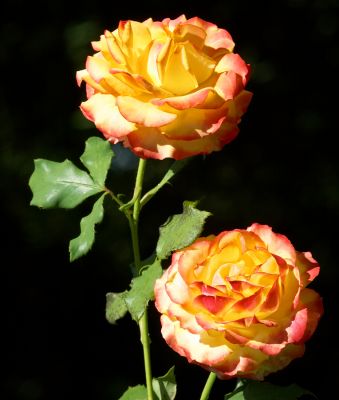 Summer roses
Ключевые слова: Summer roses