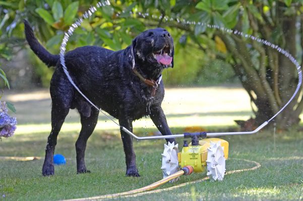 Look what I've found!
Ключевые слова: Harvey Black Labrador rain train