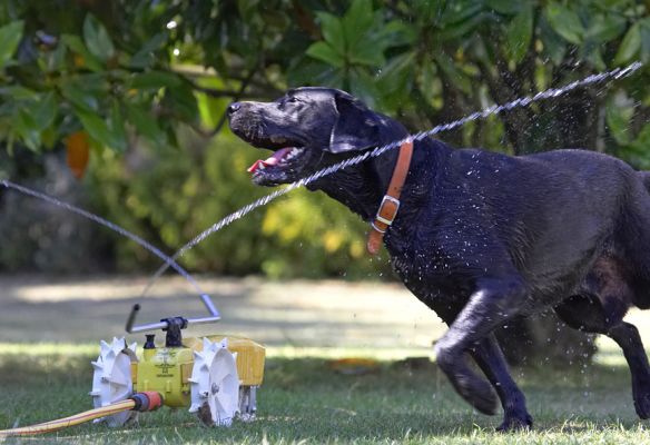 Why won't this water stay still?!
Mots-clés: Harvey Black Labrador rain train