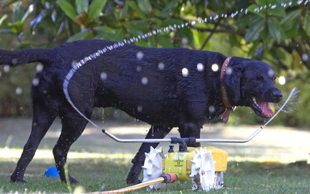 It's hard getting a drink around this place
Ключові слова: Harvey Black Labrador rain train